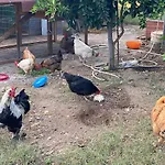 Grande In Casale Ristrutturato Сasa de vacaciones Santa Domenica Talao