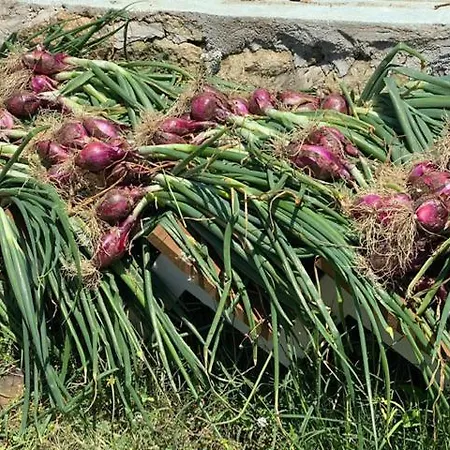 Grande In Casale Ristrutturato * Santa Domenica (Vibo Valentia)