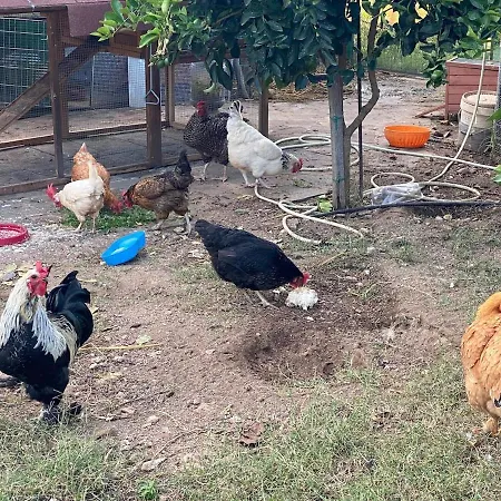 Grande In Casale Ristrutturato Holiday home Santa Domenica (Vibo Valentia)