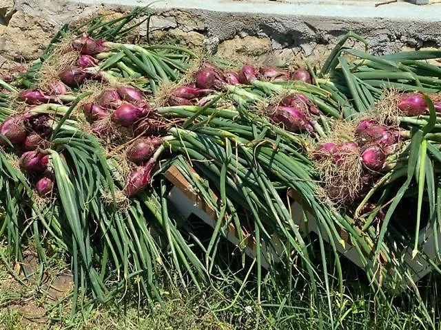 Grande In Casale Ristrutturato * סנטה דומניקה